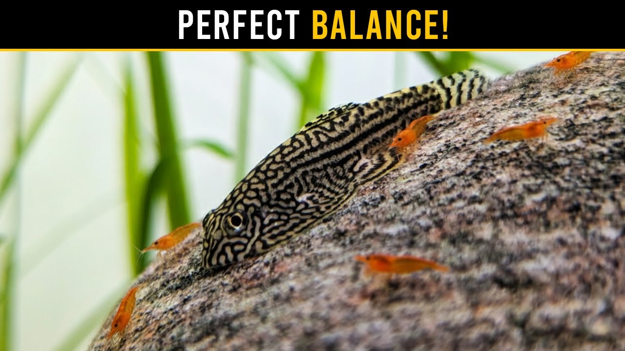 Why Shrimp, Fish & Snails Build THRIVING Community Aquariums!