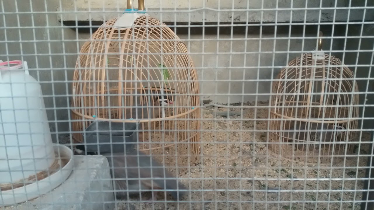 Arabian partridge ( Maskati pure )