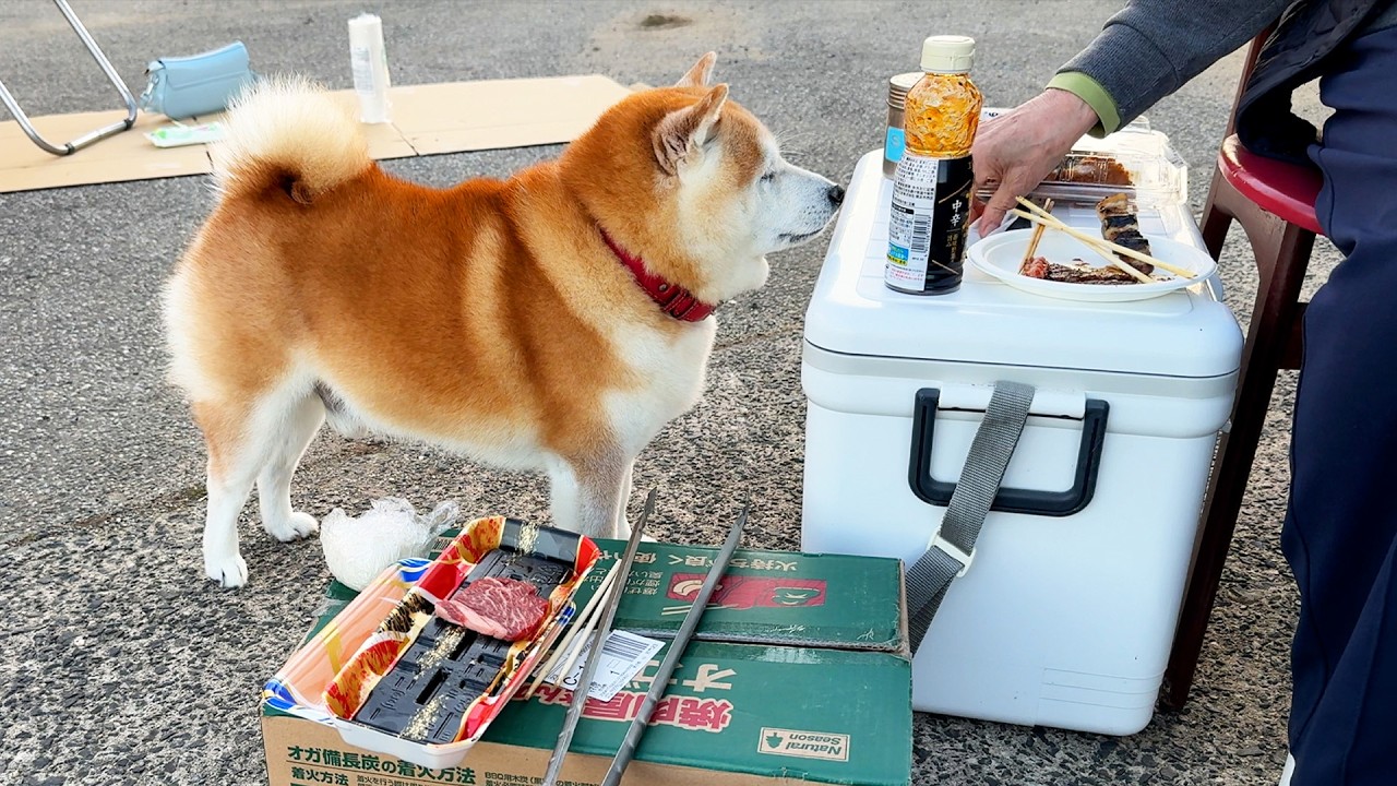 At a BBQ party, Shibe keeps his own meat and quietly approaches grandma's plate