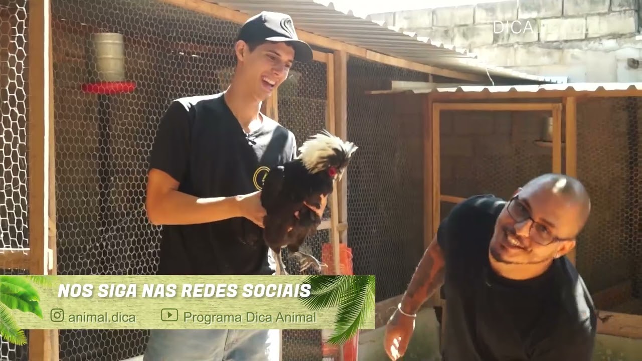 CRIATÓRIO PESTANA - AVES ORNAMENTAIS | #39