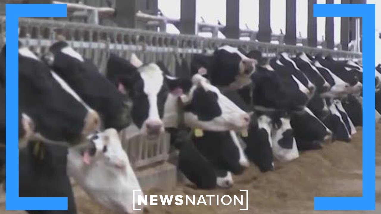 Human, cow bird flu cases surge in California | NewsNation Now