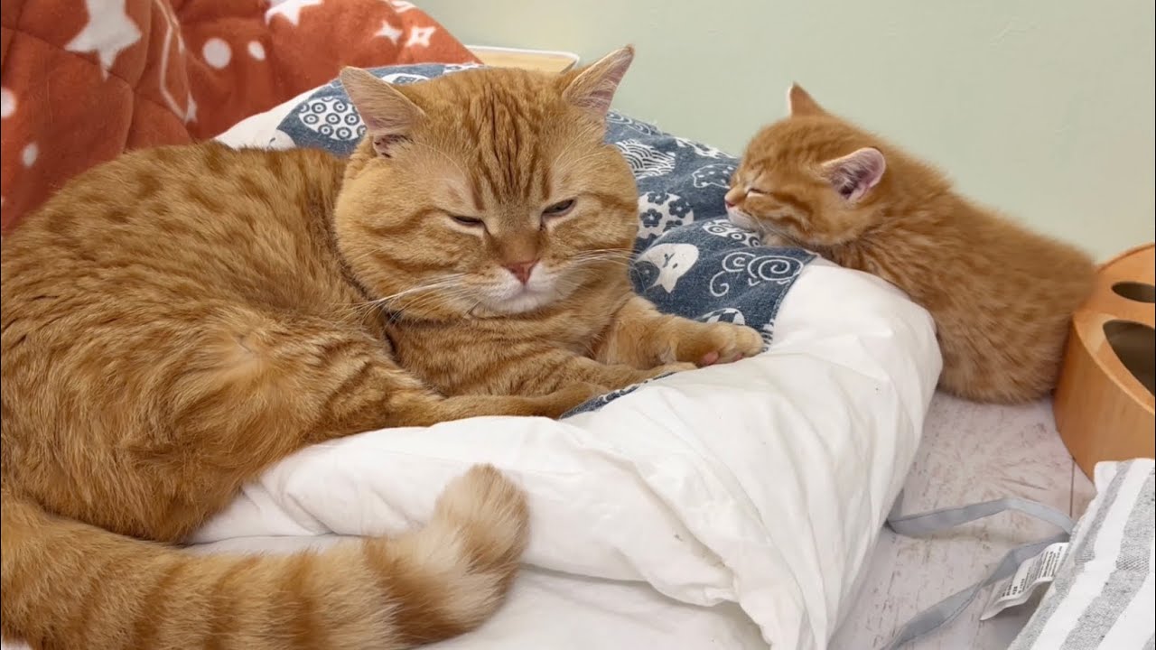 子猫のぽちゃくん、茶々パパとお昼寝💓