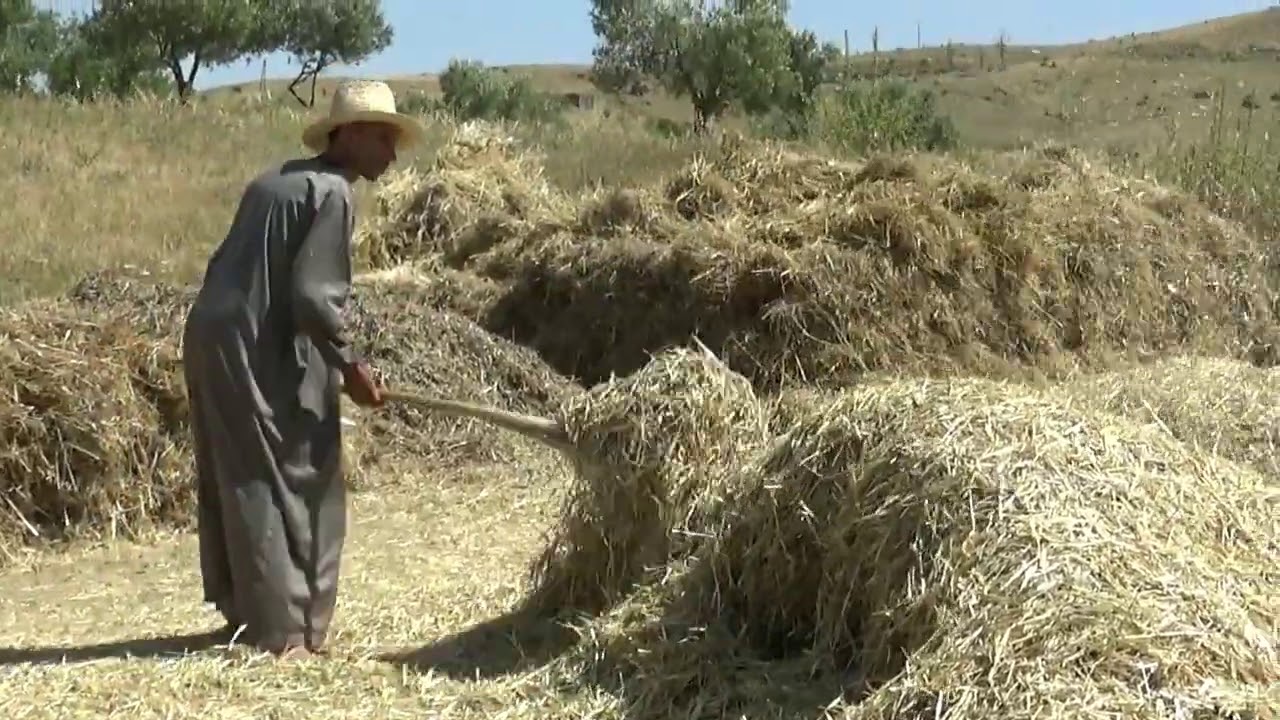 La culture ancienne des céréales