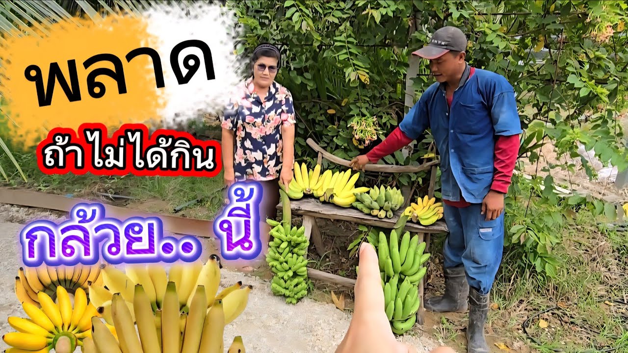 กล้วยที่...สรรพคุณช่วยเรื่องมะเร็ง ได้