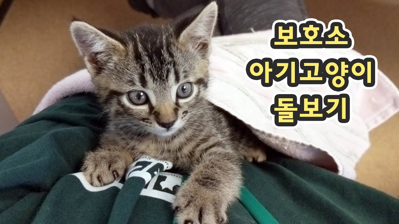 아기 천사들 돌보는 봉사가 시작 되었습니다 😍 #키튼너서리 #봉사힐링