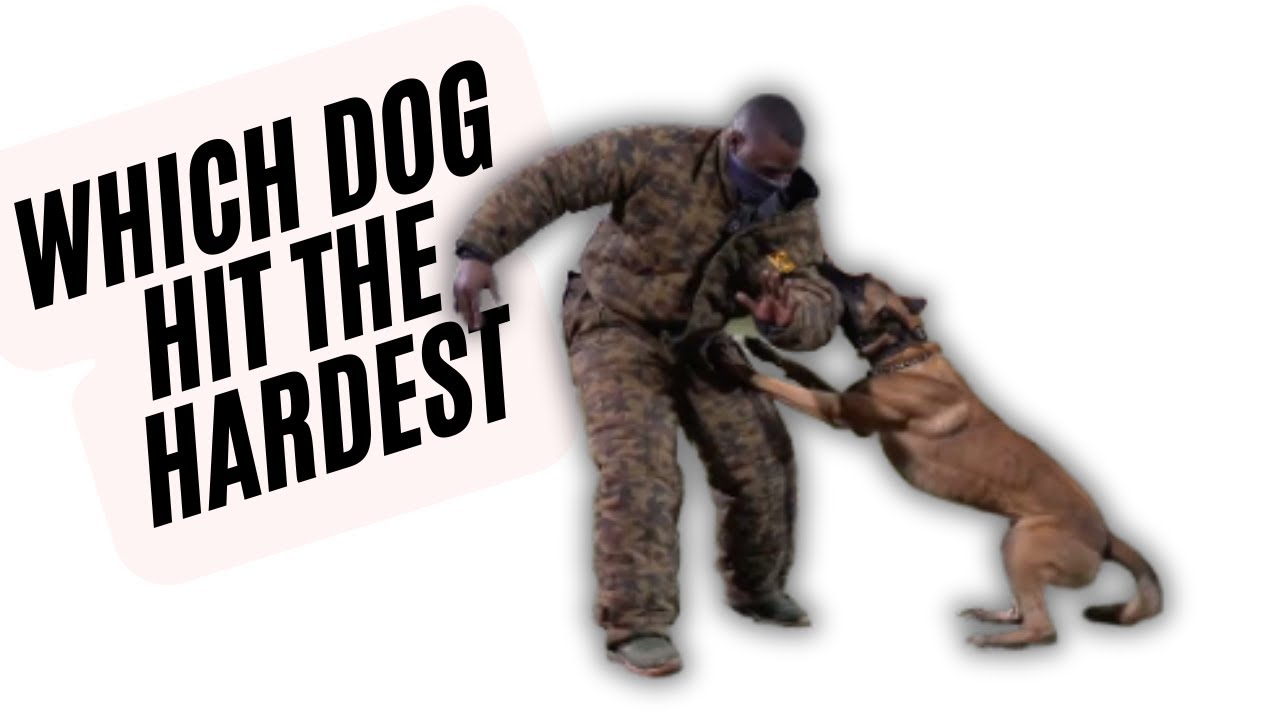 Hard Dog Fast Dog Space Coast Police K9 Competition 2024
