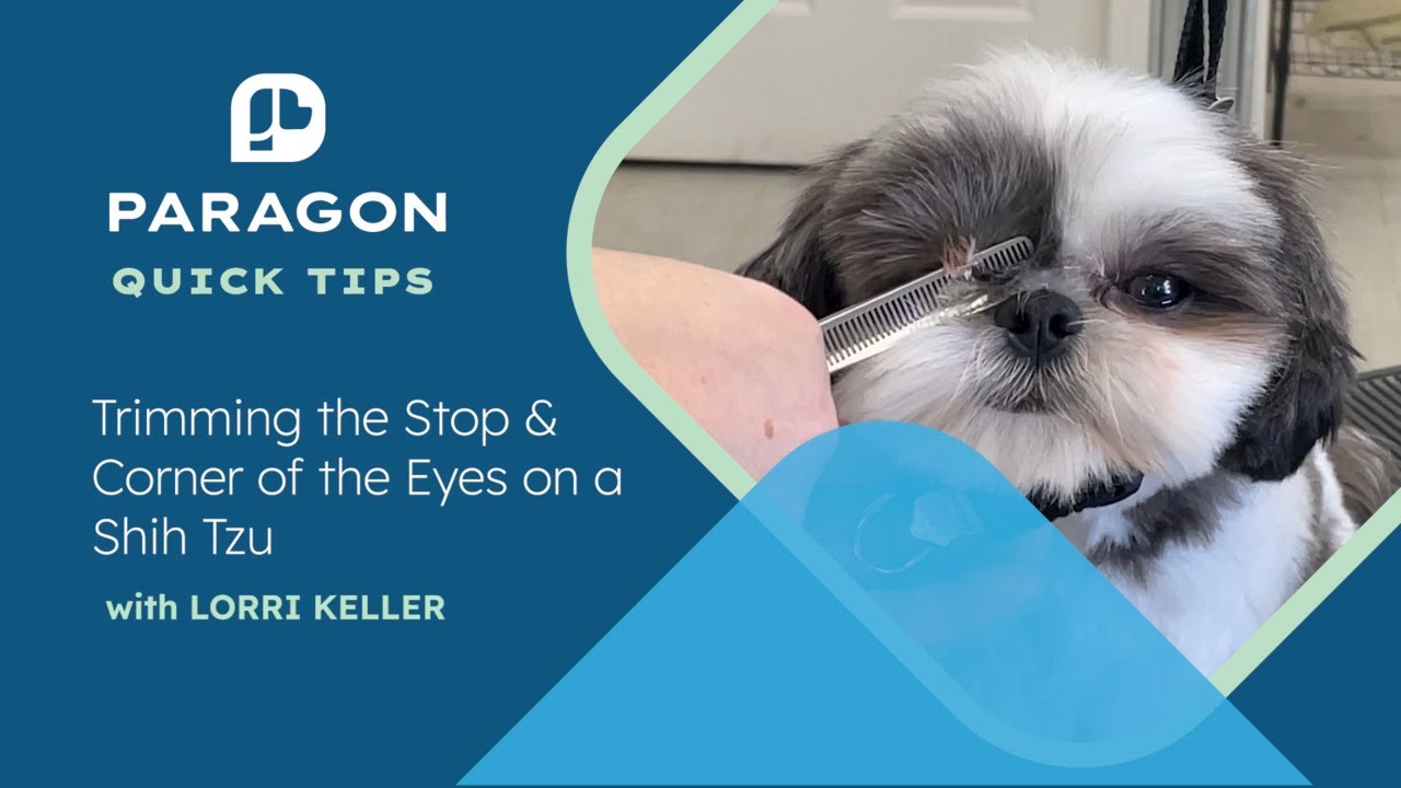 Quick Tips: Trimming the Stop & Corner of the Eyes on a Shih Tzu with Lorri Keller