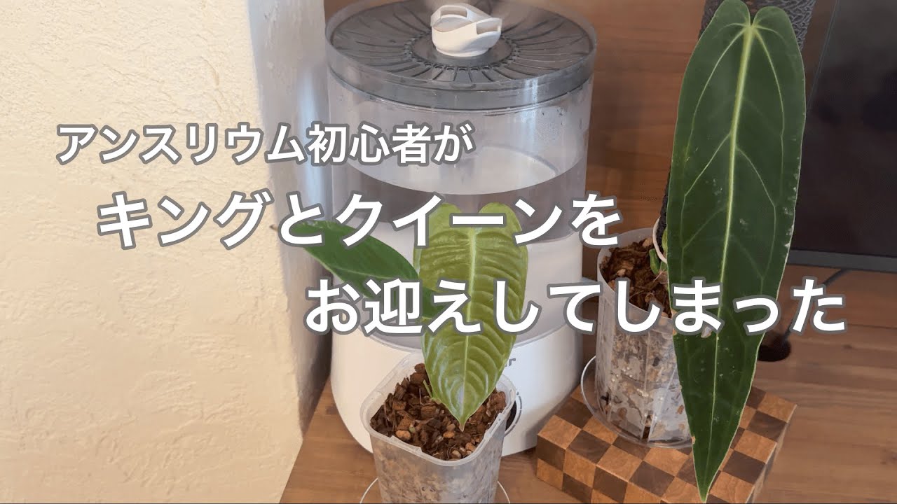 【購入品紹介/植え替え】アンスリウム初心者がキングとクイーンをお迎えしてしまった