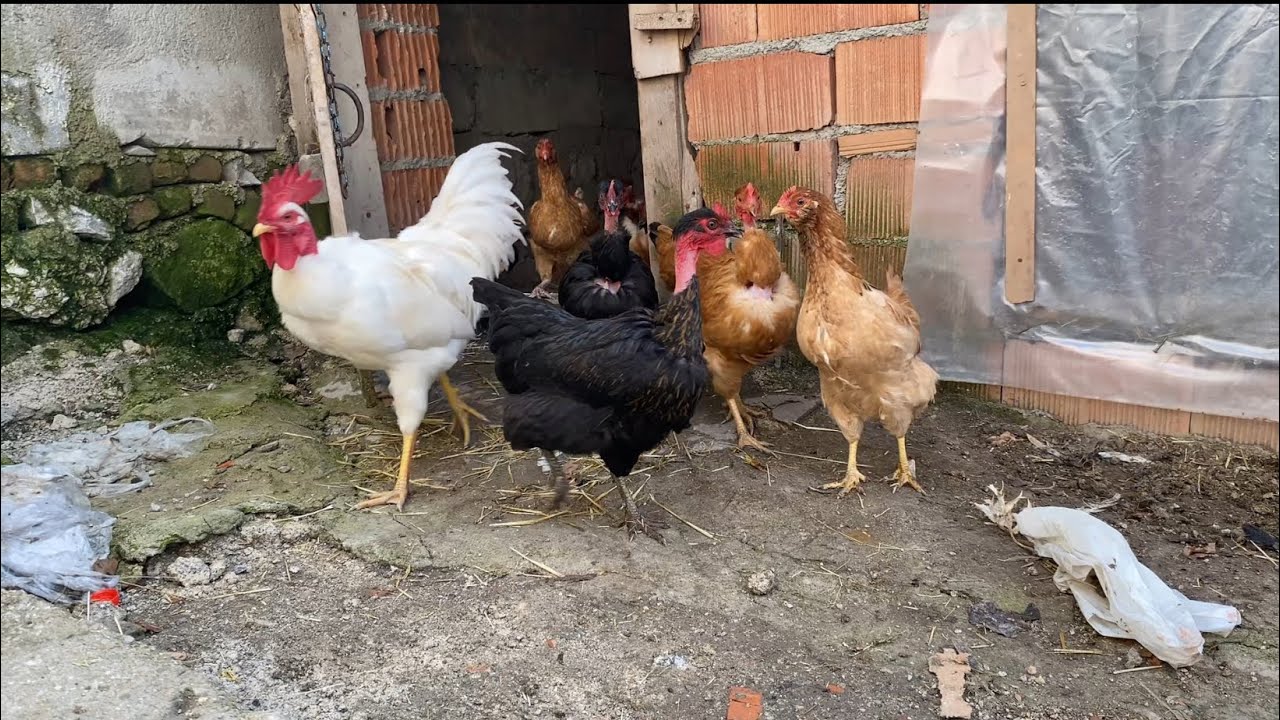 KEL TÜRKENLER TAVUK OLMUŞLAR / Son durumlar