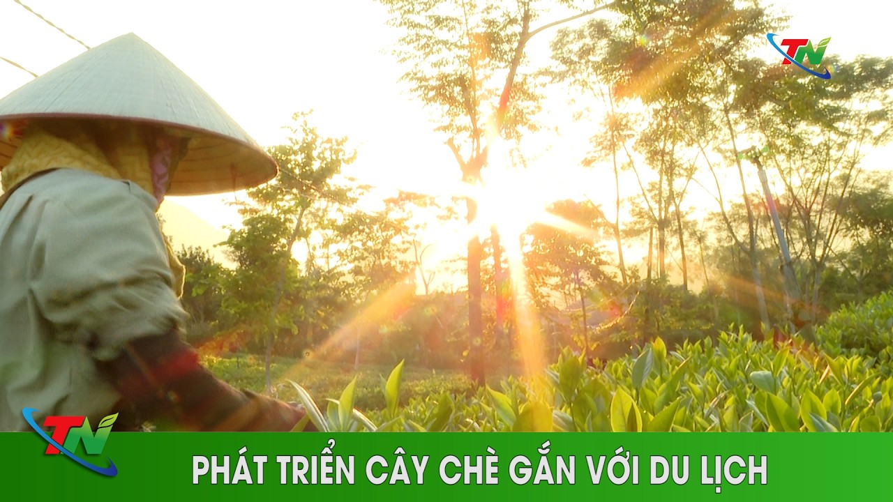 Phát triển cây chè gắn với du lịch