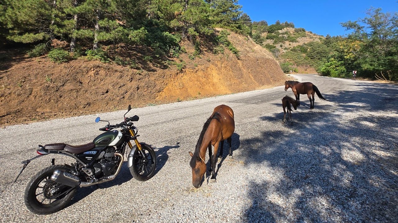 Feeding Wild Horse Herds on the Mountain Top | Silence of Nature