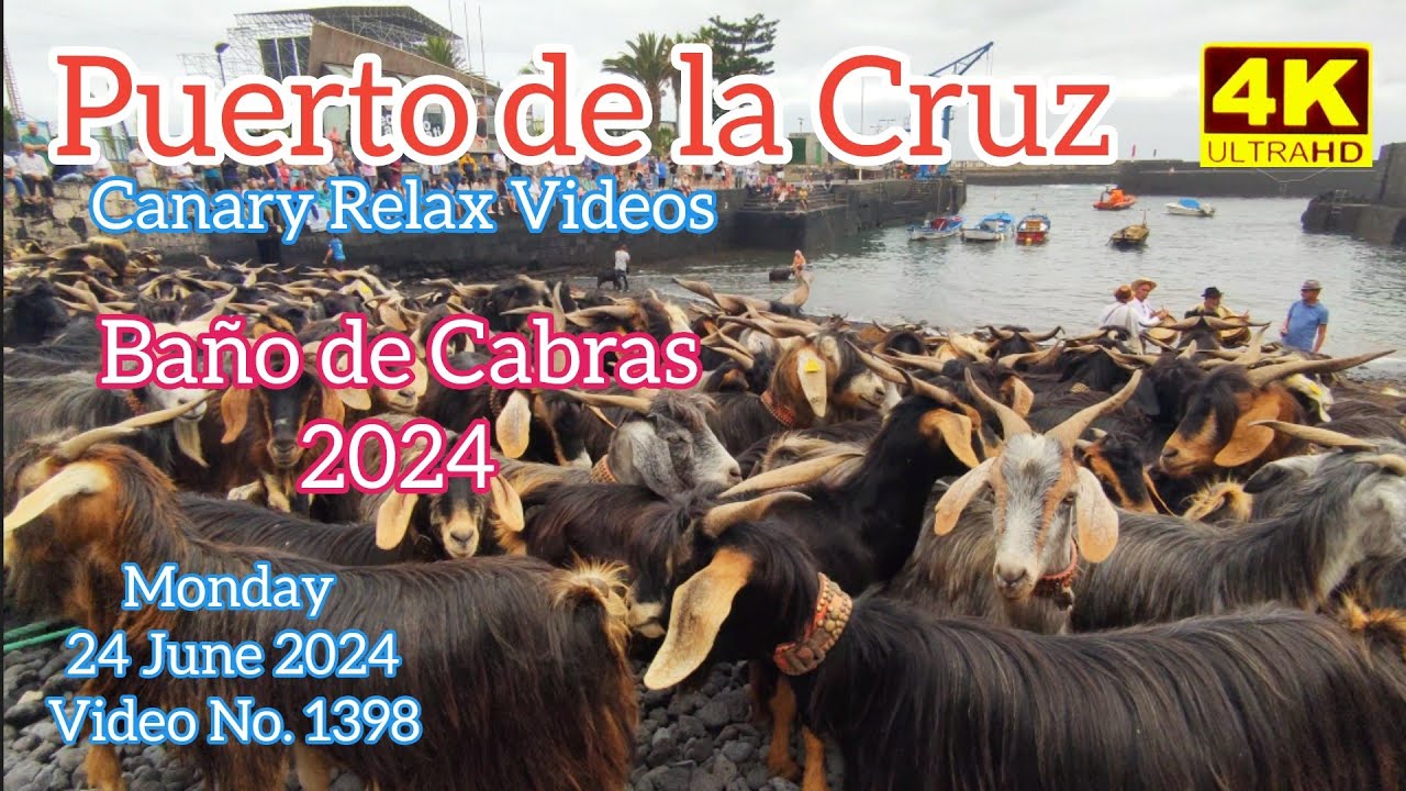 Tenerife 🏝️ Puerto de la Cruz Tradicional Baño de Cabras 2024 Teneriffa