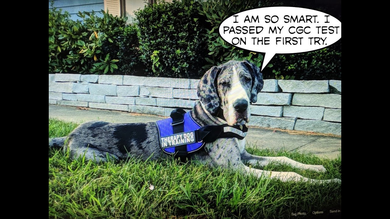 Therapy dog training with a Great Dane. Documentary CGC test results