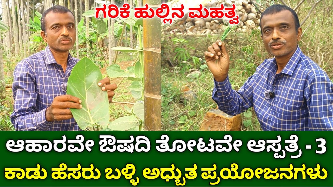 ಆಹಾರವೇ ಔಷದಿ ತೋಟವೇ ಆಸ್ಪತ್ರೆ - 3 | ಕಾಡು ಹೆಸರು ಮಹತ್ವ | Wild Edible Plants In Kannada | Nature Walk