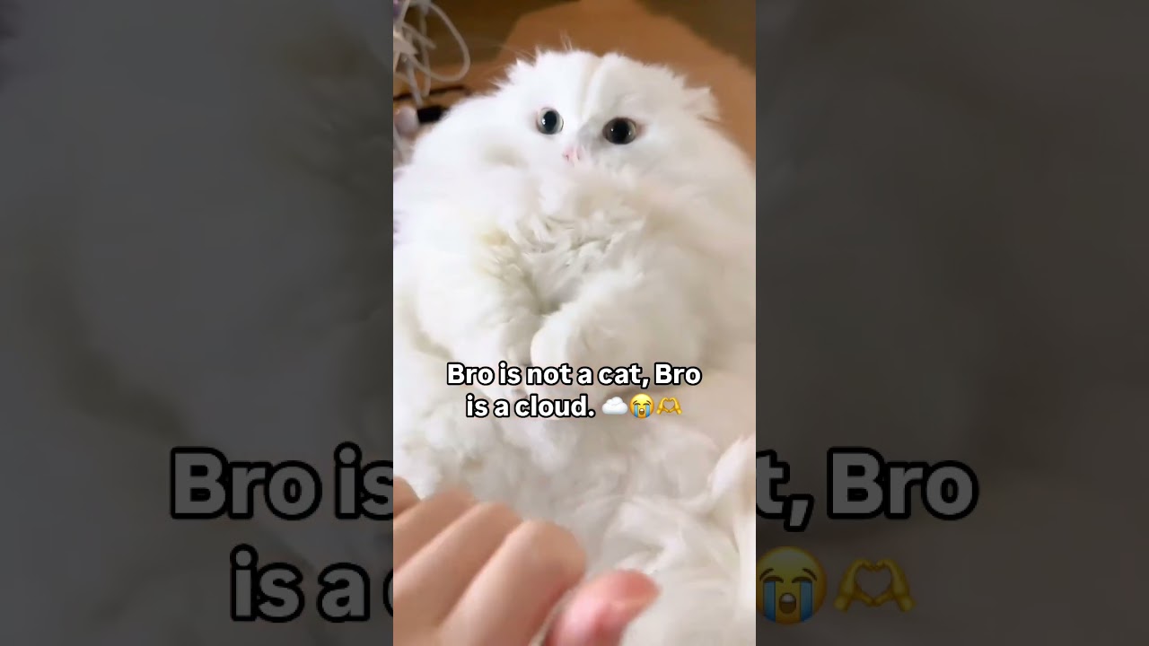 this cat is fluffy like a cloud 😭 #shorts #kitten #cat