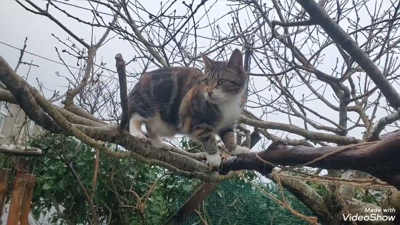 My youngest cat tries to avoid rain - Board the train when rain