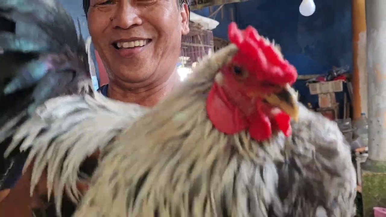 🤩🤩🤩 Kemandirian pertanian dan peternakan di banjar negara jawa tengah #banyumas #banjarnegara #bukit