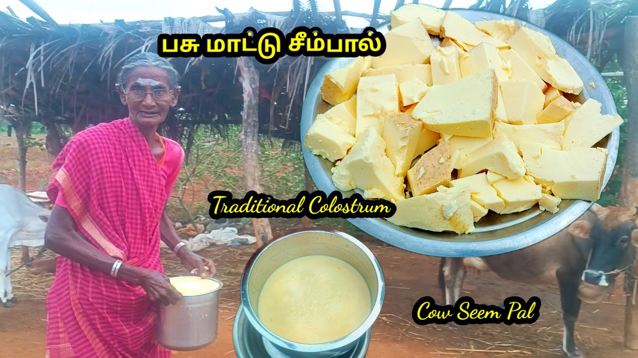 பாரம்பரிய பசுமாட்டு சீம்பால் l  சீம்பால் செய்வது எப்படி l seem pal seivathu eppadi l village cooking