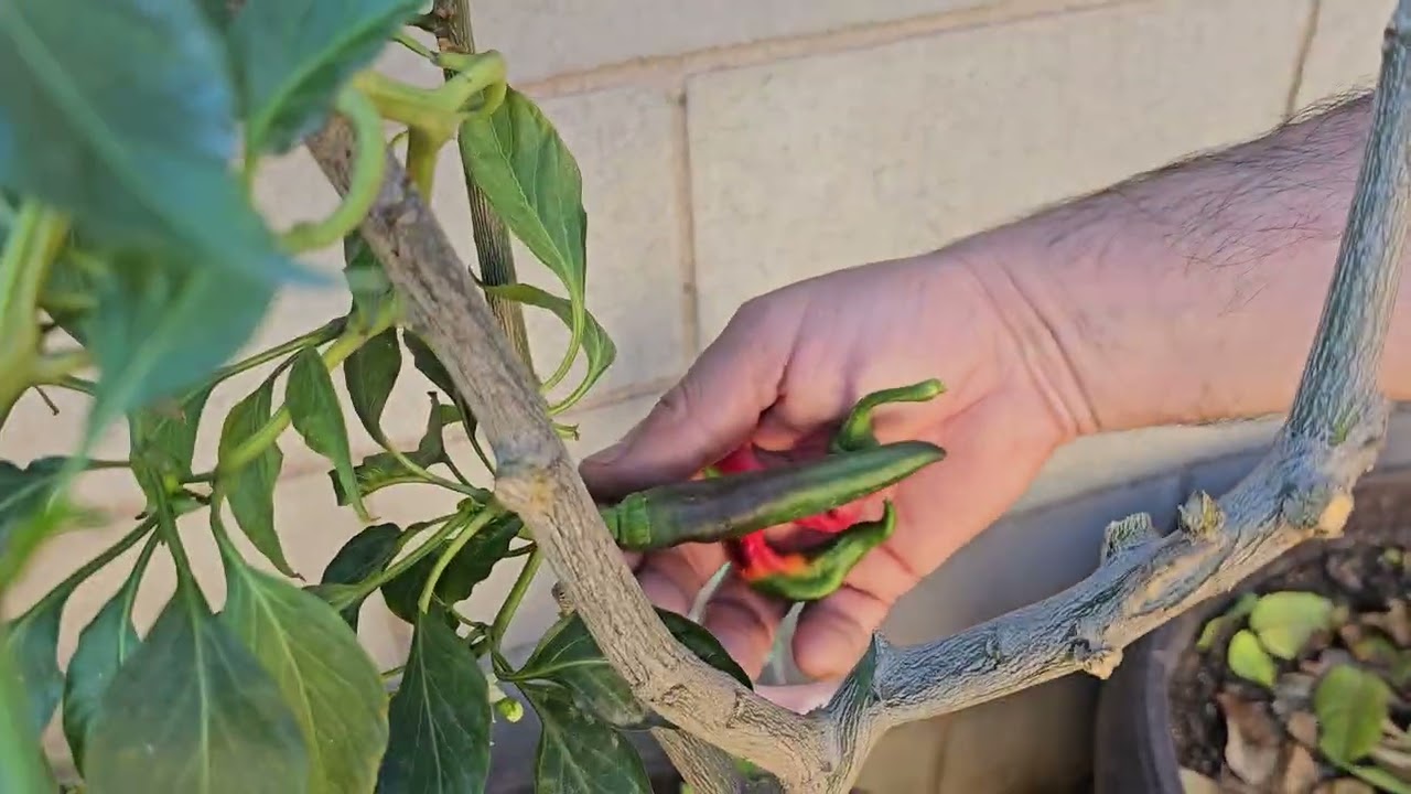 Video viejito,❗️✅️ de chiles que cosechamos en Dic 🌶🫑🌶 tarde pero sin sueño✅️