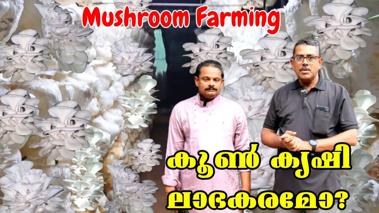 കൂൺ കൃഷി എങ്ങനെ ലാഭകരമാക്കാം | #mannavlog #mushroom #mushroomfarming  | Chilloos Maha Mushroom