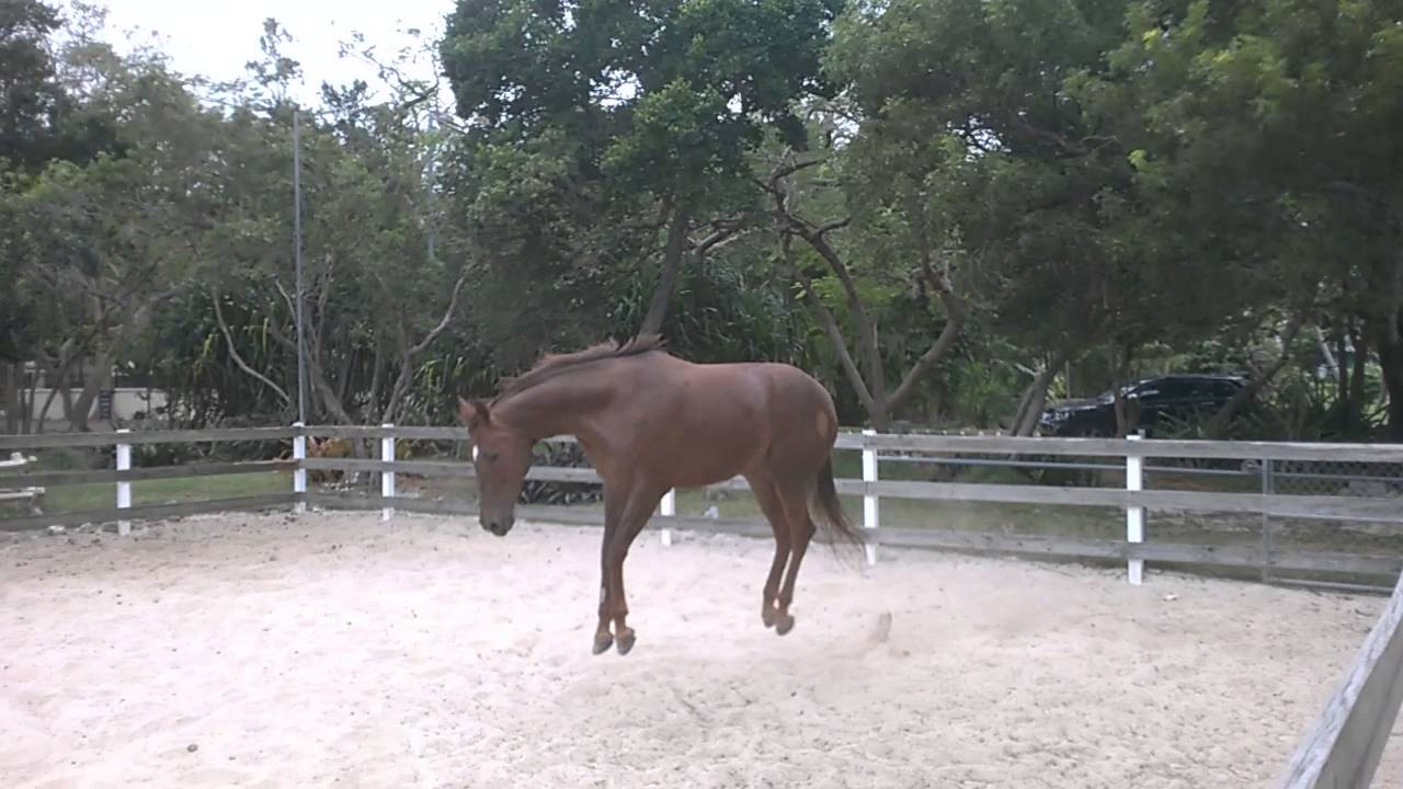 The farting horse