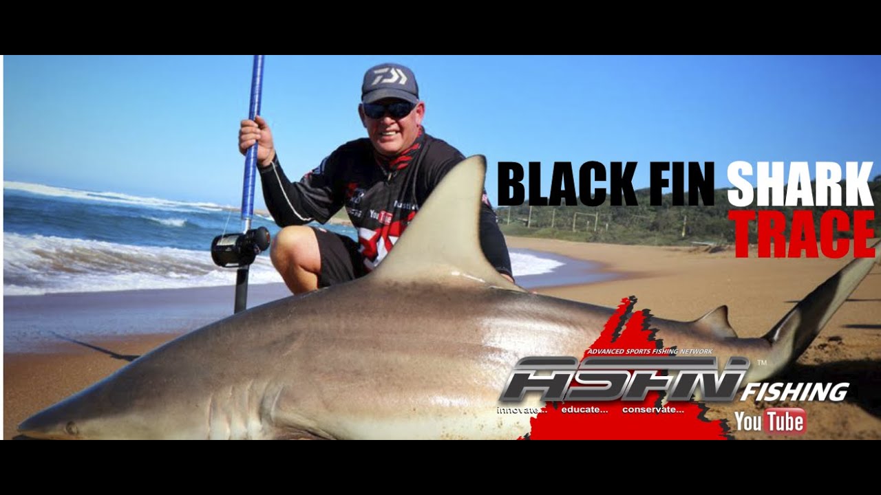 Traces | Black Fin Shark Trace