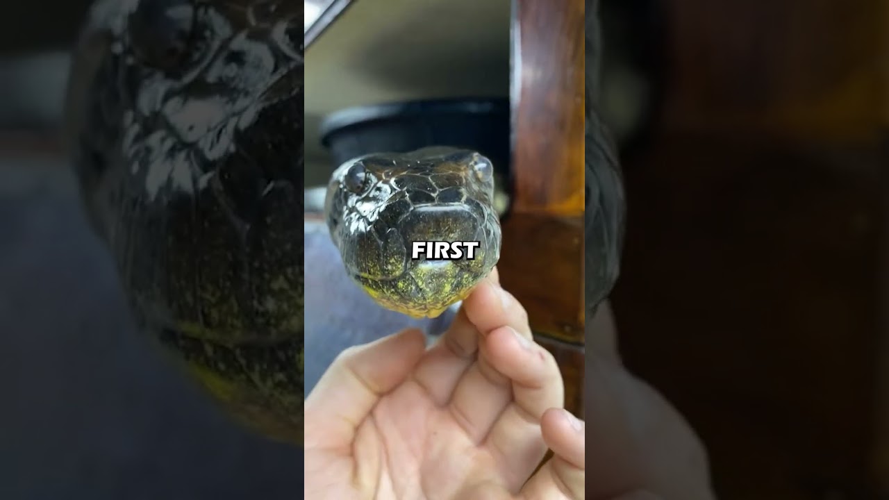This Family Adopted a Python, and It Didn&rsquo;t End Well...