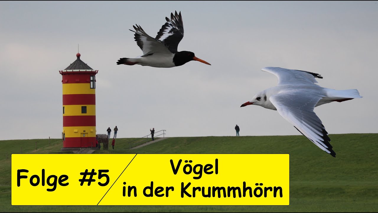 Folge 5 Vögel in der Krummhörn