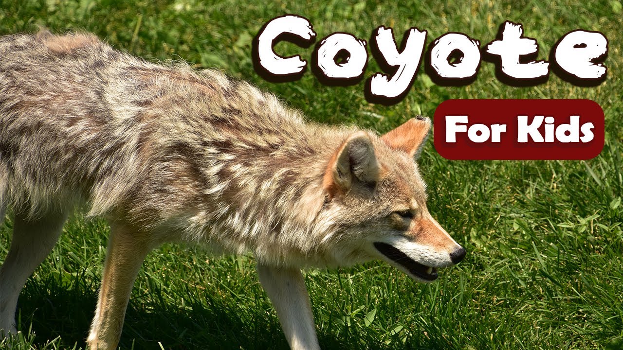 Coyote for Kids | Learn About Wild Animals for Kids