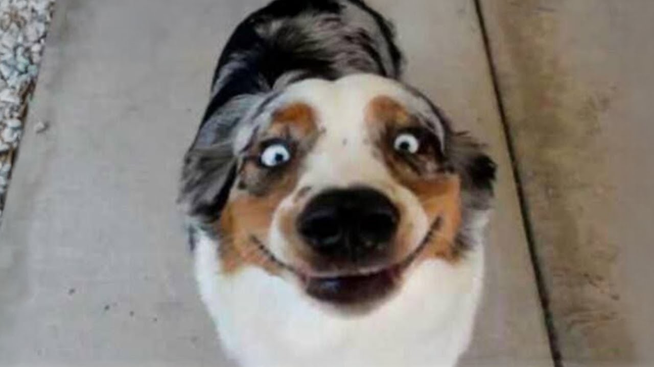 Funny Dog Videos That Are Better Than Netflix 😂