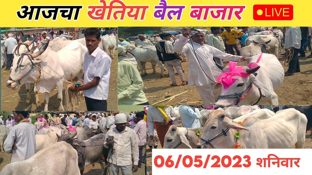 खेतिया बैल बाजार 06/05/2023 शनिवार | स्वस्थ बैल बाजार #बैलखरेदी #bailbazar #khetiya #madyapardesh