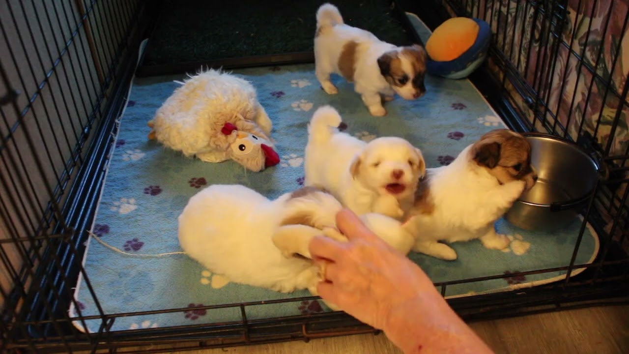 Coton de Tulear Puppies For Sale - Kaley 12/18/24