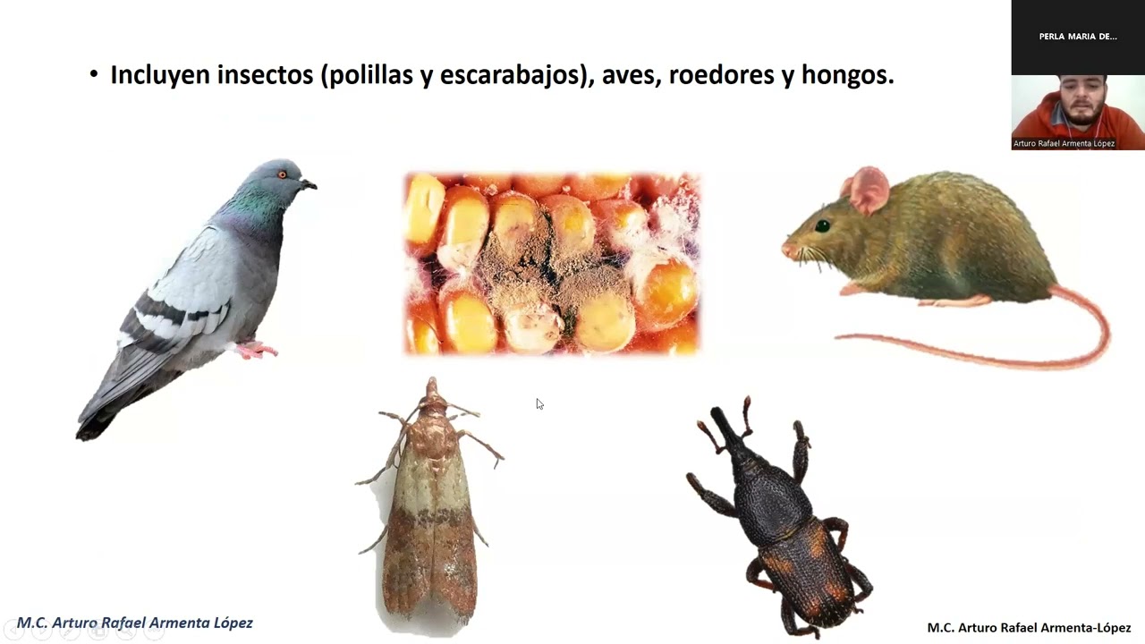 El gorgojo del frijol con Arturo Rafael Armenta López