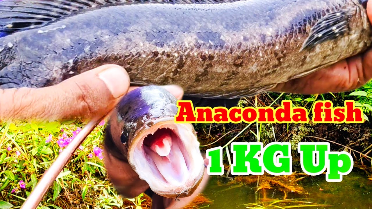 REJEKI!!siapa sangka di kanal terbangkalai ini umpan ku di serang sama ikan babon!!!#SN-085