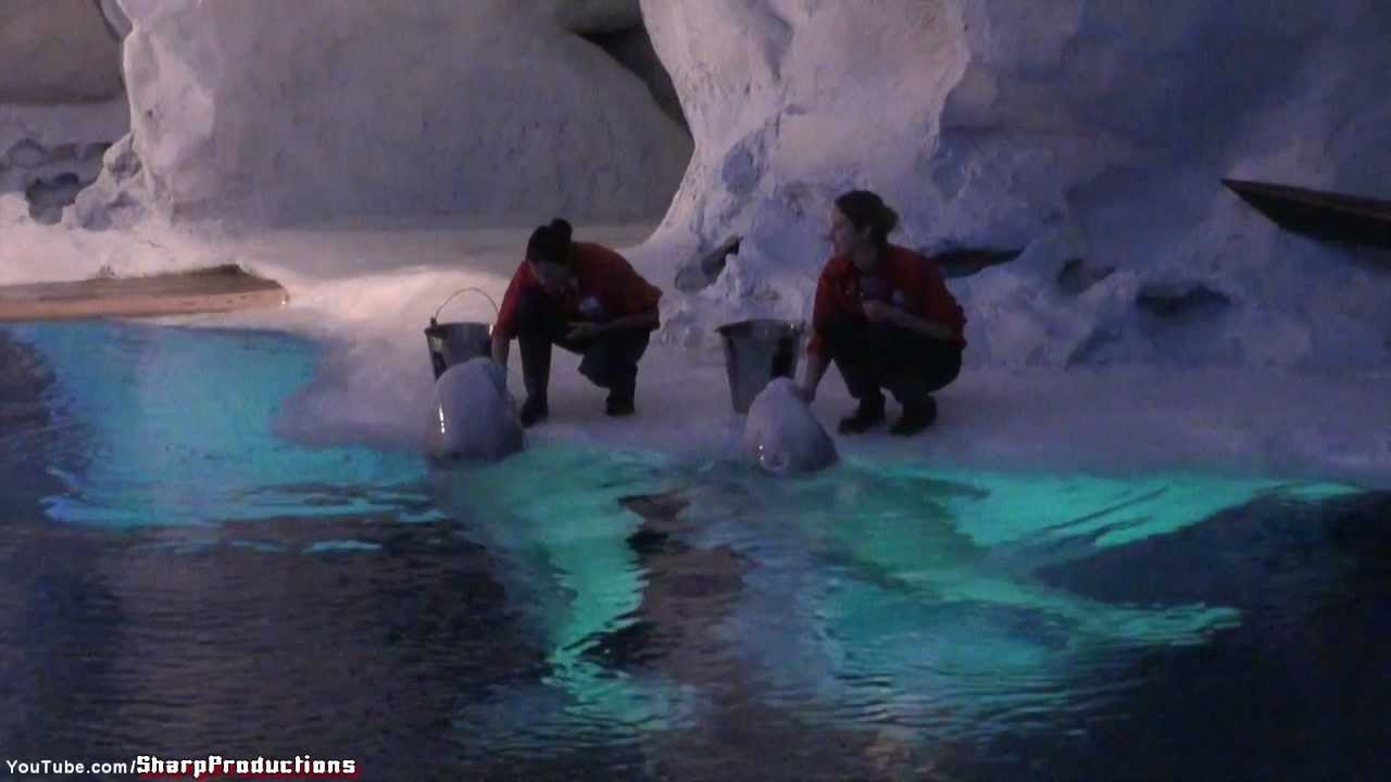 Wild Arctic SeaWorld Orlando