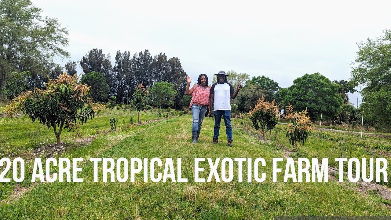 Jamaica Farms - 20 acre farm with thousands of tropical exotic, 150 varieties of mangos