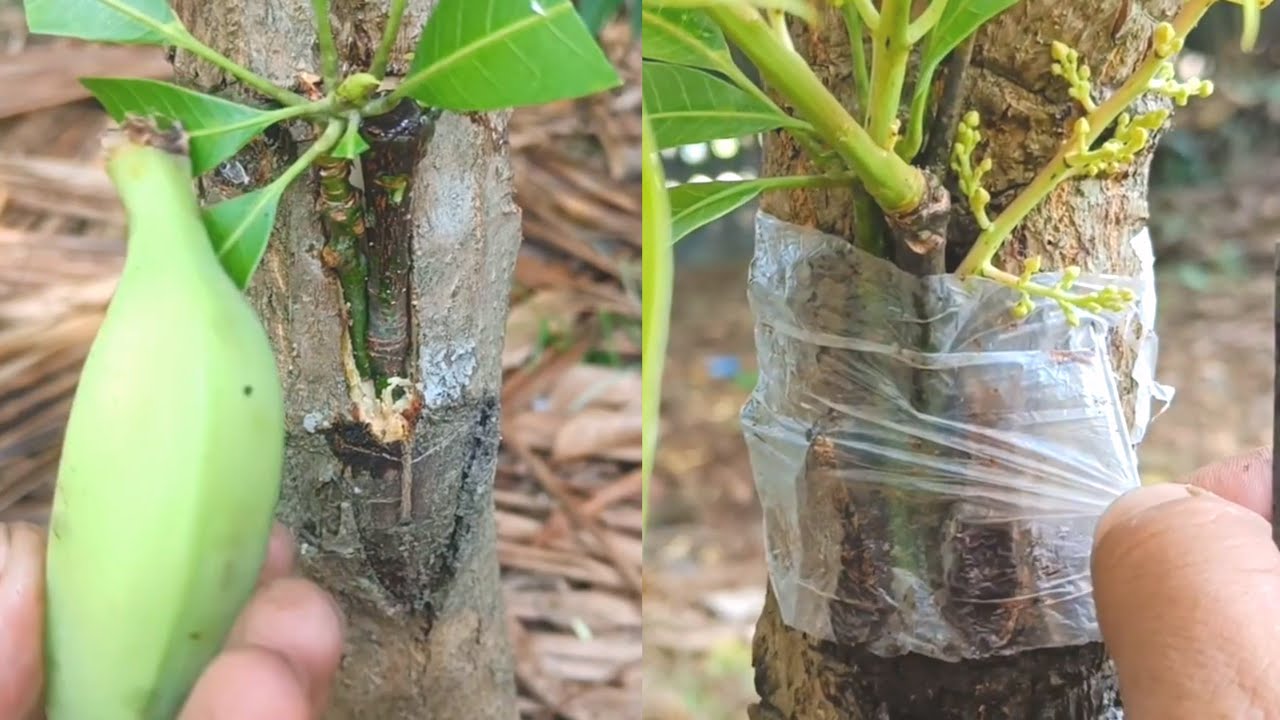 A very unique trick of double grafting on a mango tree using bananas