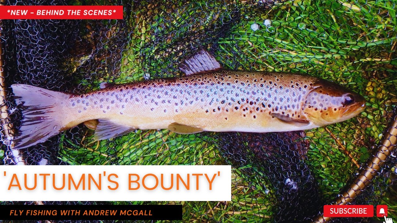Autumn's bounty -  fishing for Dollaghan trout on the Sixmile Water River (Co Antrim)
