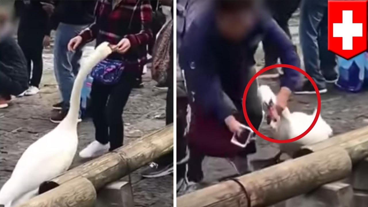 Chinese tourists grab swan's neck over missed photo op - TomoNews