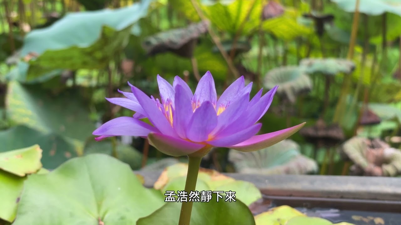 台北的夏天