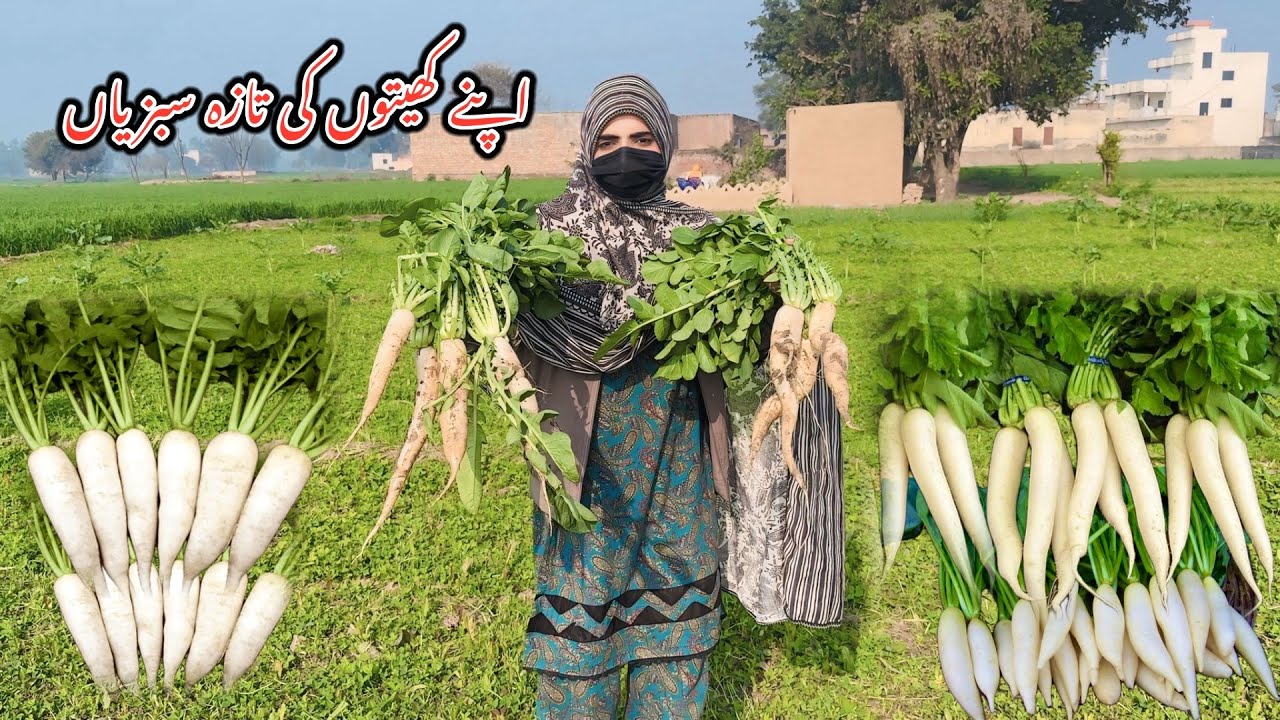 Finally Radish Harvesting 🫜 Fresh Vegetables 🫑🍆 Apne kheton ki Taza Sabzi |Hamza Sidhu | Zaini Baji 