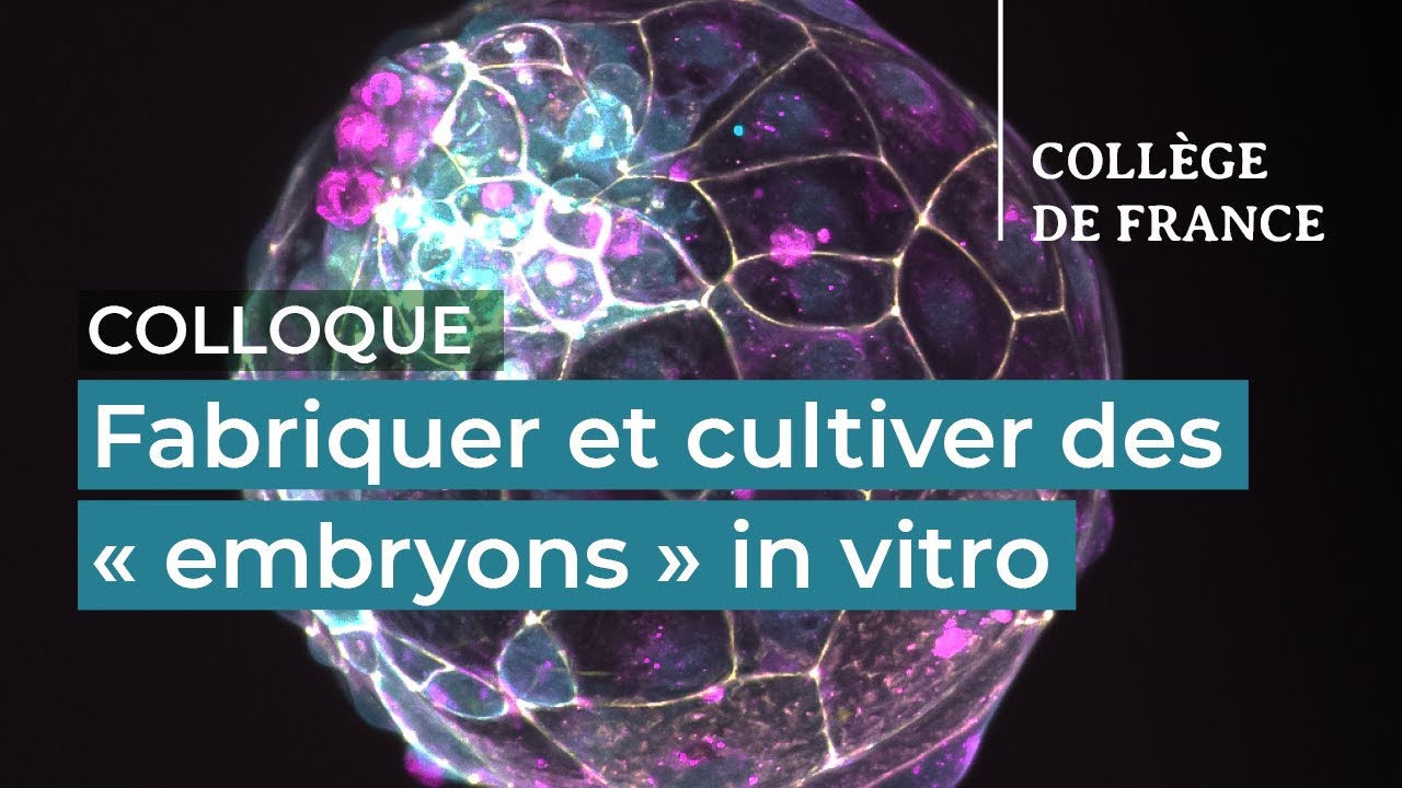 Fabriquer et cultiver des « embryons » in vitro (1) - Denis Duboule (2023-2024)