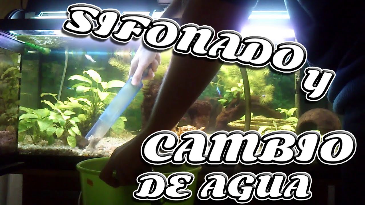 SIFONADO Y CAMBIO DE AGUA CON SUSTRATO NUTRITIVO Y PLANTAS EN ACUARIOS!!