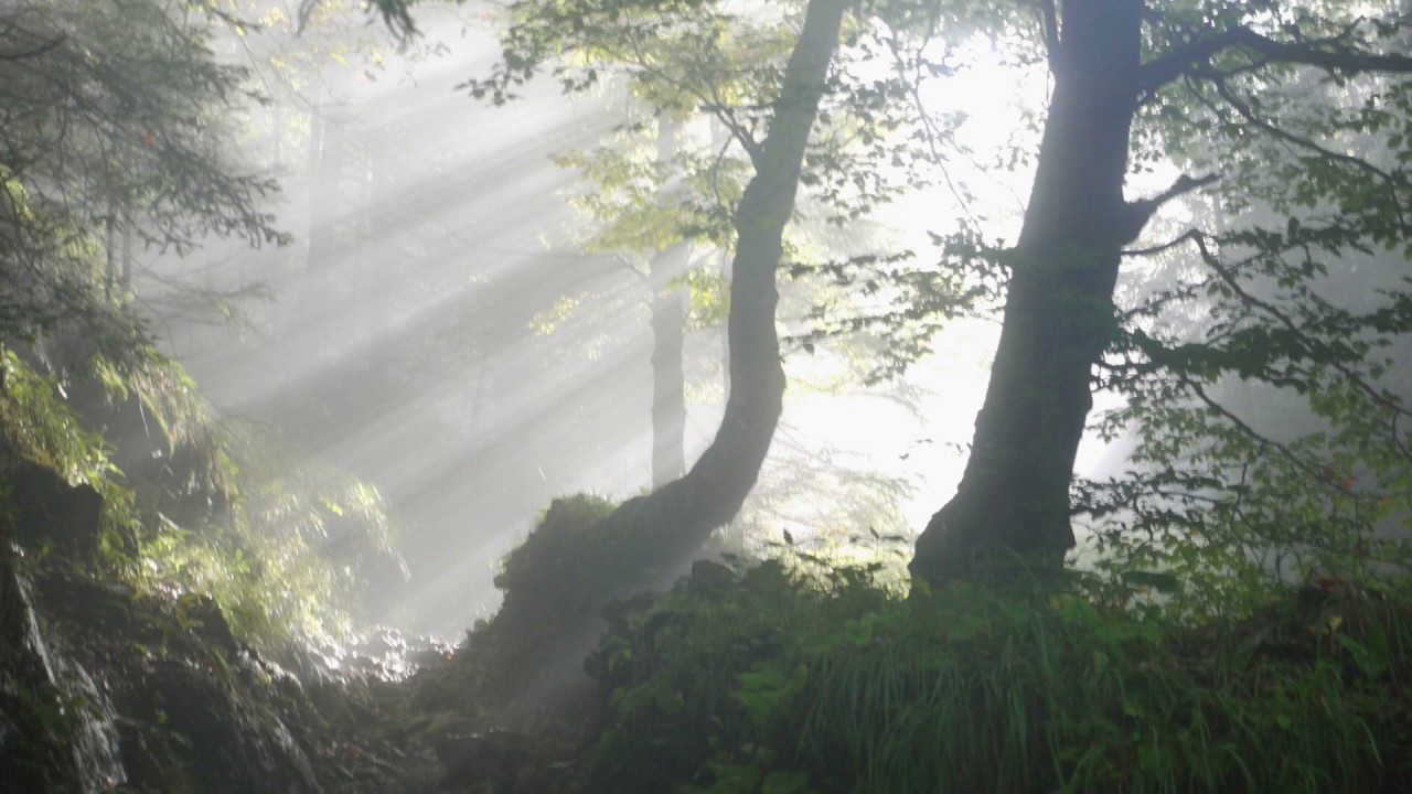 ASMR - ☀️Quiet spring morning... (soundscape)