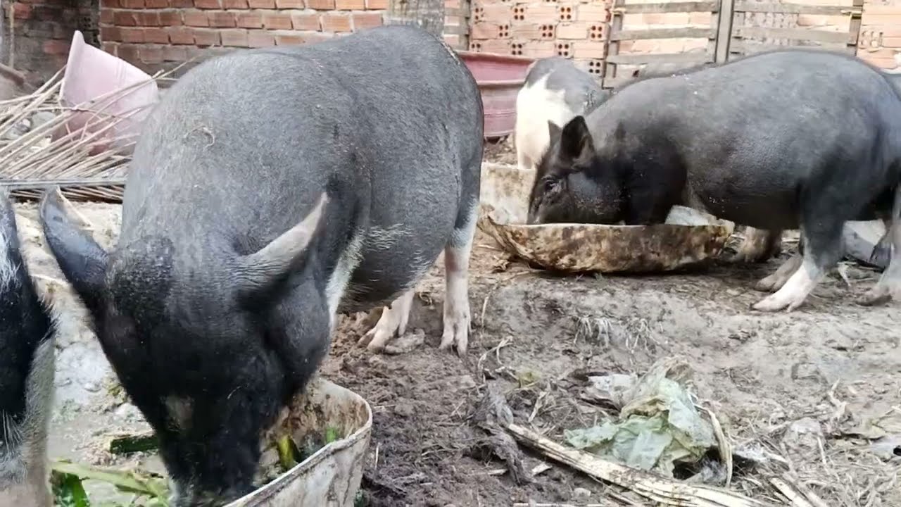 So lovely wild pigs. They are so clever..