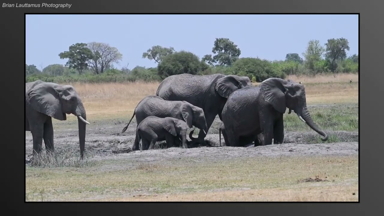 Mostly Elephants