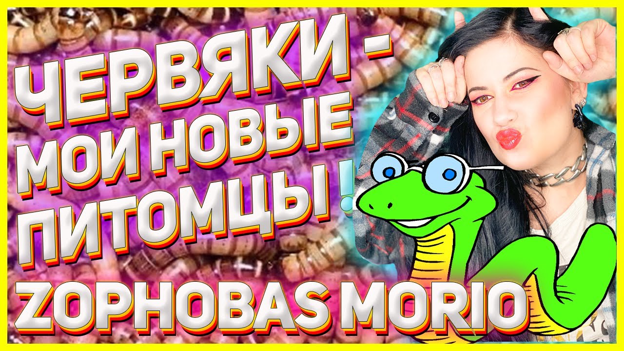Зофобас - мои новые питомцы. Zophobas morio (Зоофобус) содержание и разведение