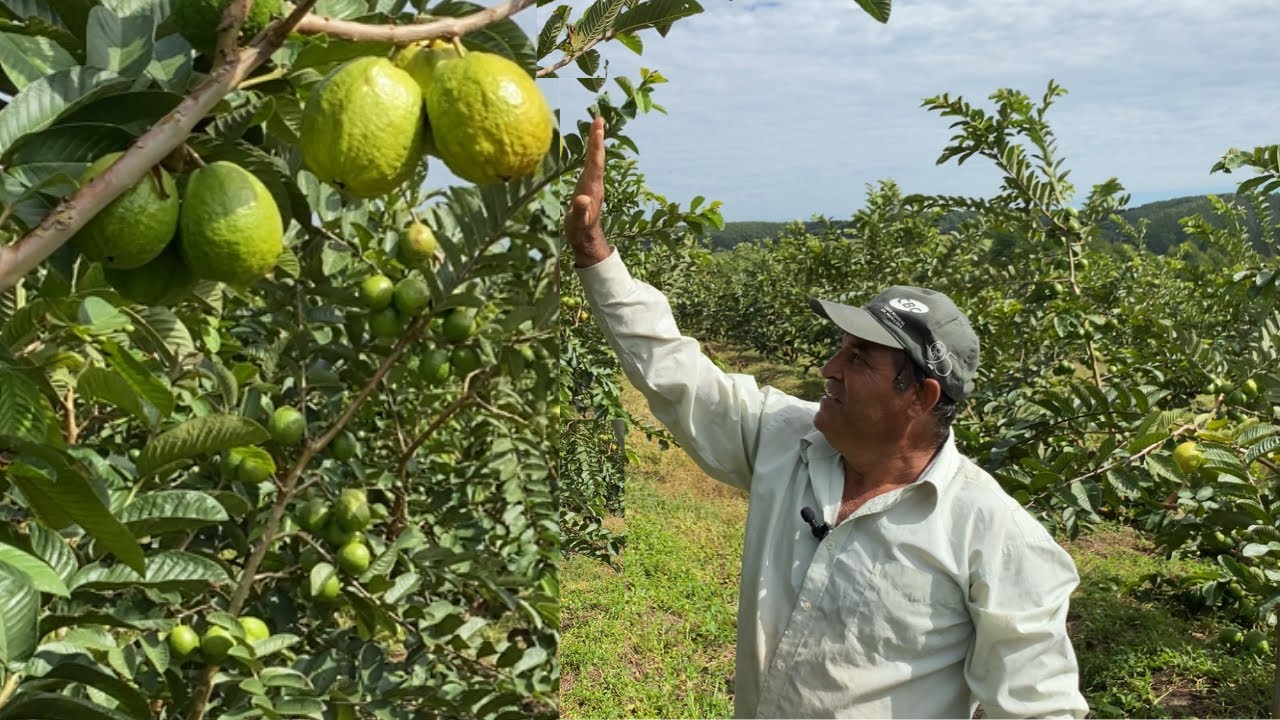 A PRODUÇÃO DA GIGANTE GOIABA TAILANDESA