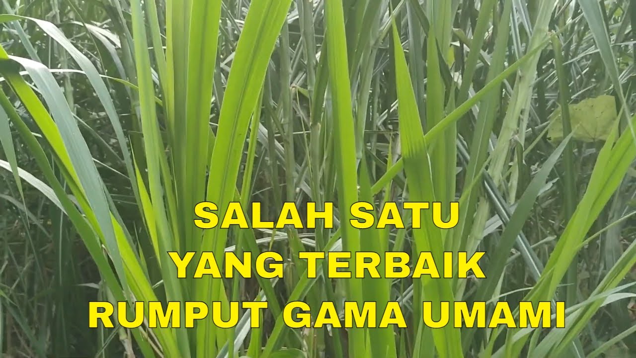 review rumput gama umami | rumput terbaik untuk pakan ternak