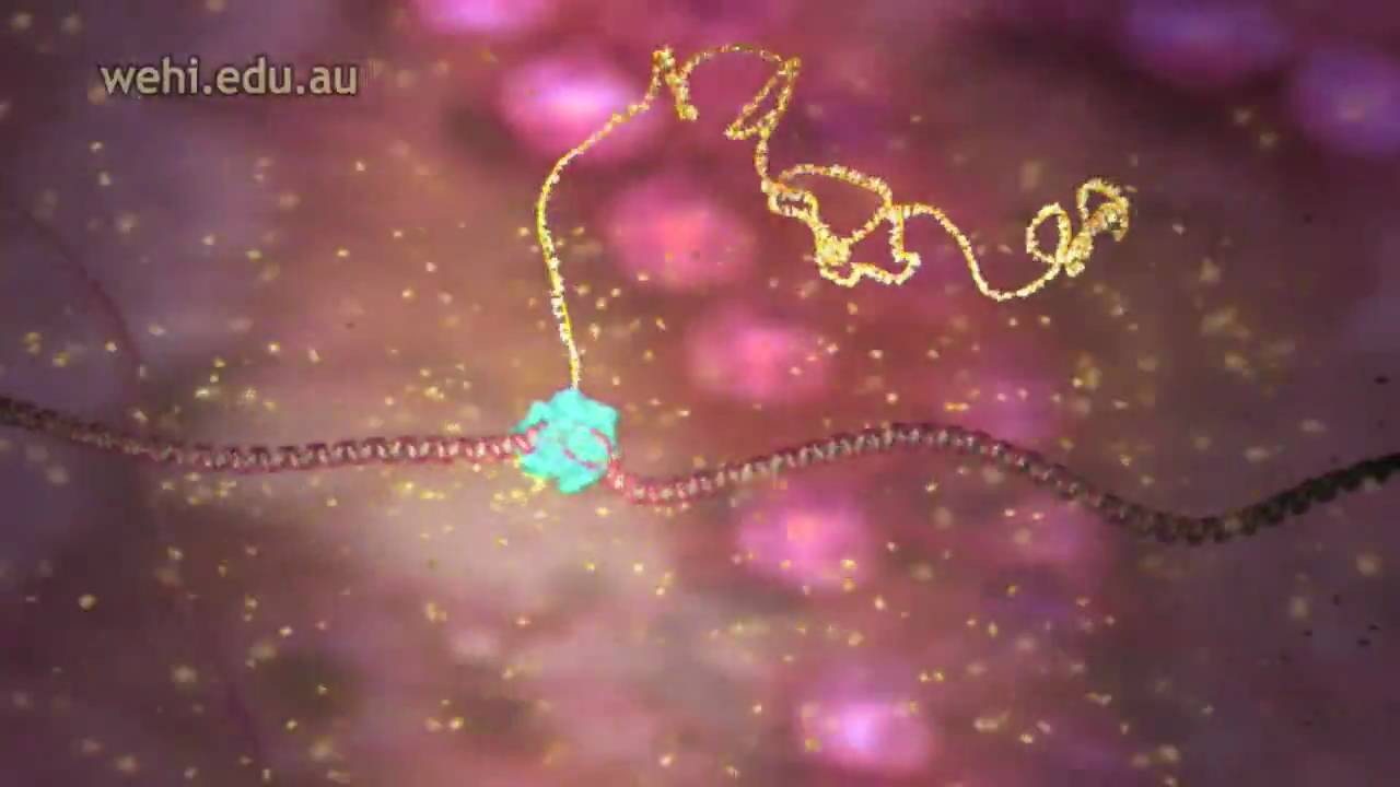 Gene Transcription - Central Dogma Part 1 (2003) Drew Berry wehi.tv